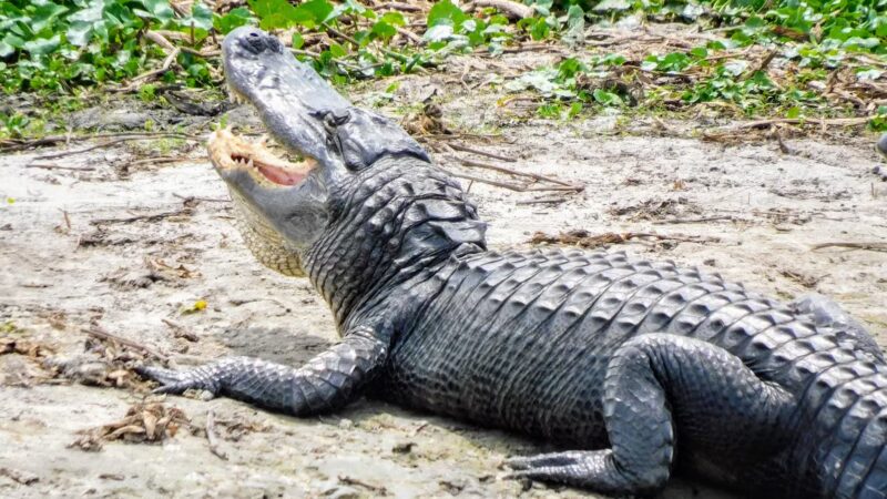 Paynes Prairie Preserve State Park - Micanopy, FL