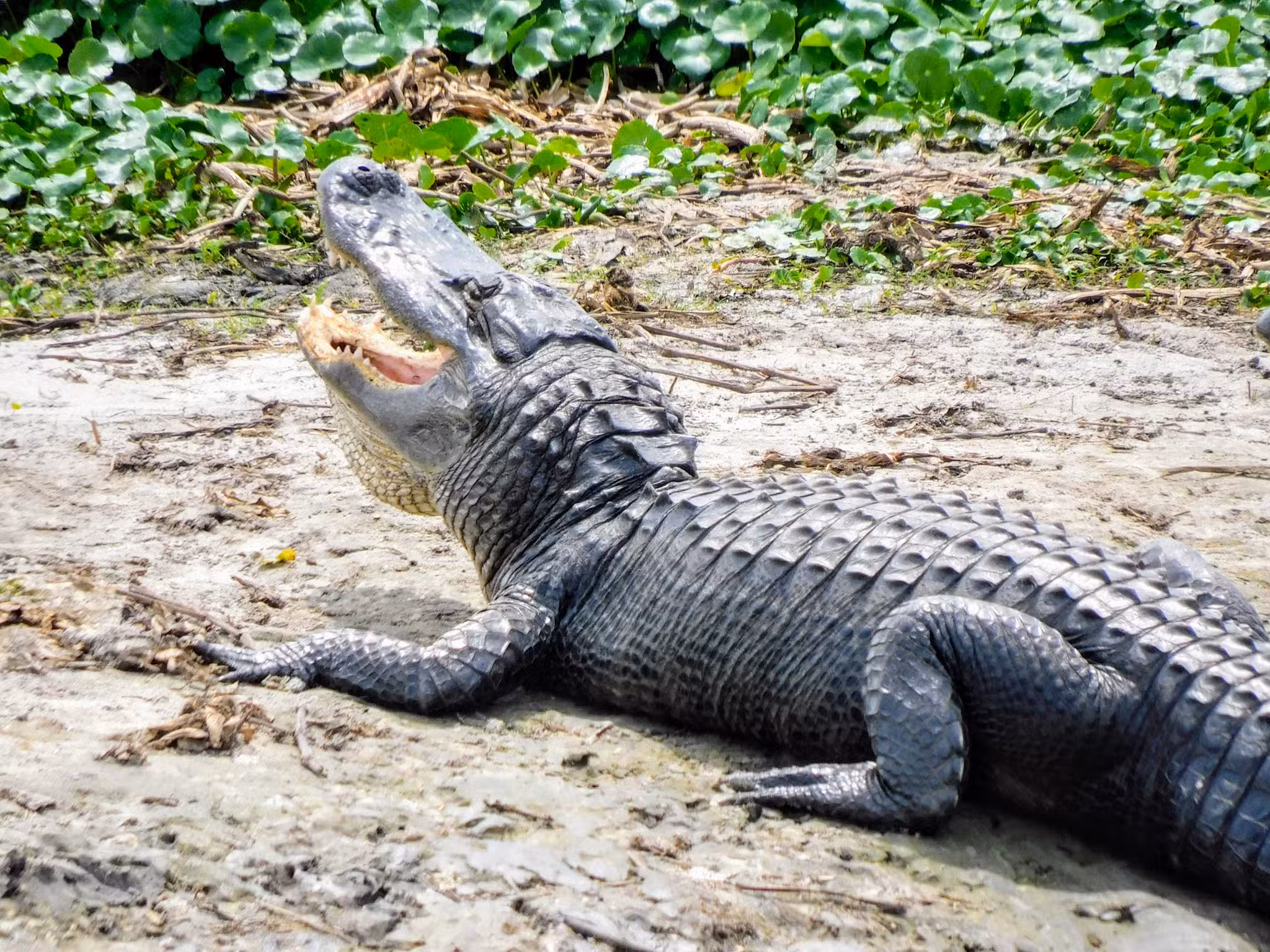 Paynes Prairie Preserve State Park - Micanopy, FL