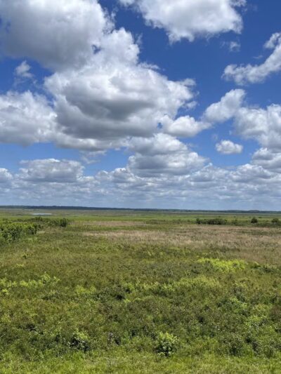 Paynes Prairie Preserve State Park - Micanopy, FL