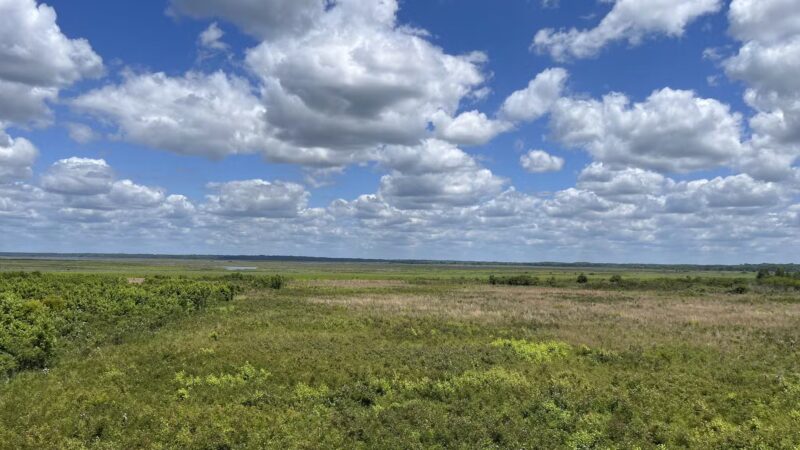 Paynes Prairie Preserve State Park - Micanopy, FL