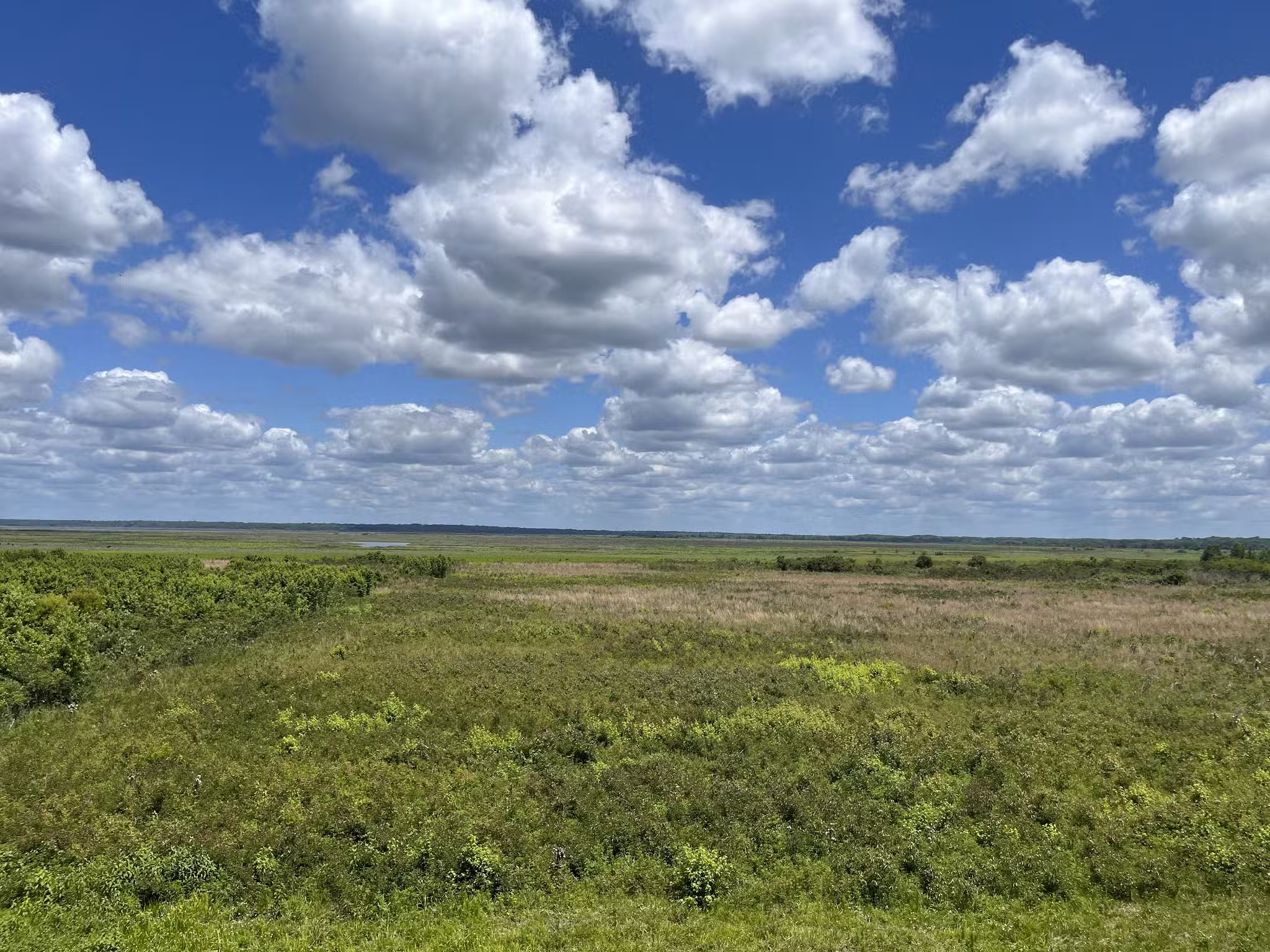 Paynes Prairie Preserve State Park - Micanopy, FL