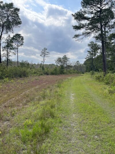 Price's Scrub State Park - Micanopy, FL