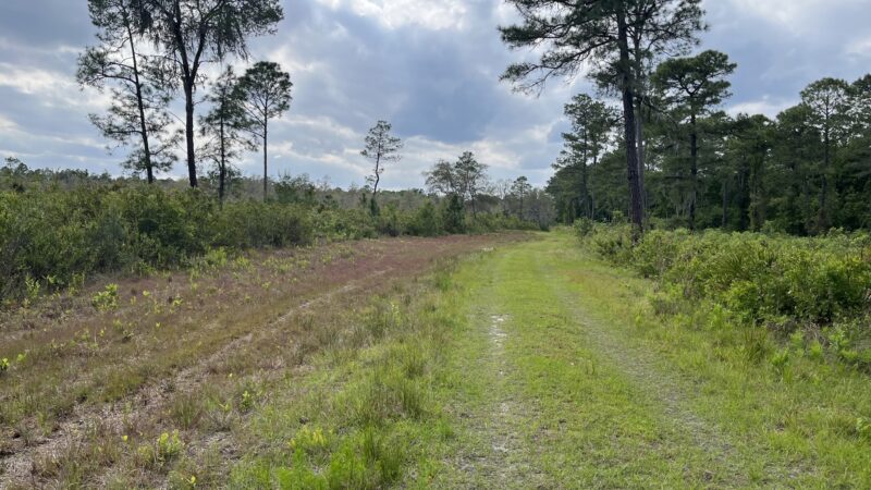 Price's Scrub State Park - Micanopy, FL