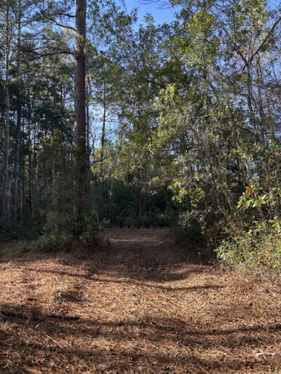 Price's Scrub State Park - Micanopy, FL