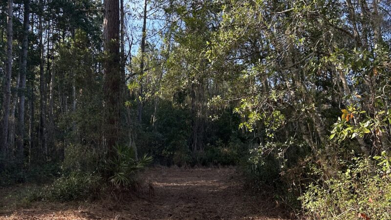 Price's Scrub State Park - Micanopy, FL