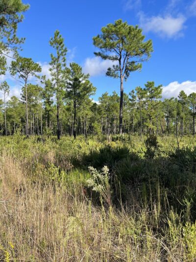 Price's Scrub State Park - Micanopy, FL