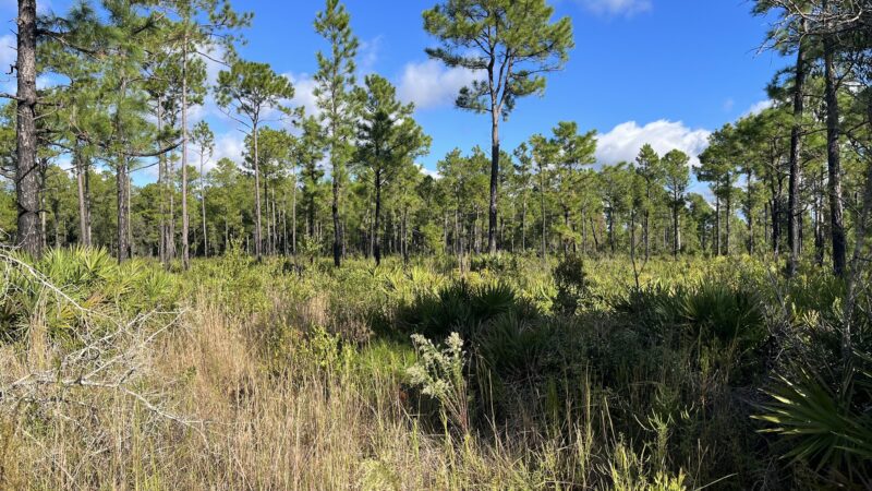 Price's Scrub State Park - Micanopy, FL