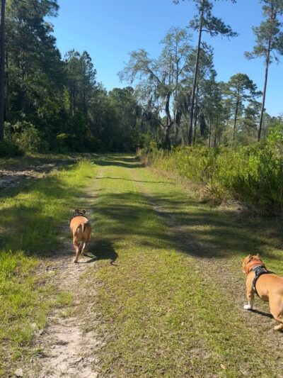 Price's Scrub State Park - Micanopy, FL