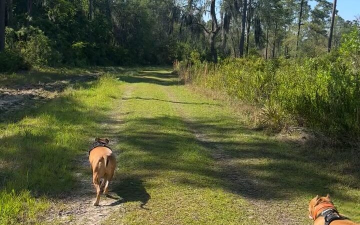 Price's Scrub State Park - Micanopy, FL