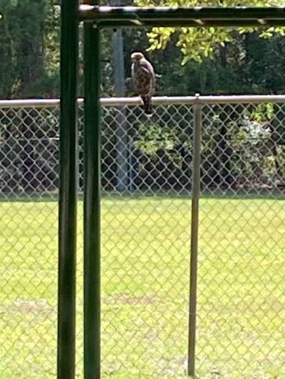Town of Micanopy Ballpark - Micanopy, FL