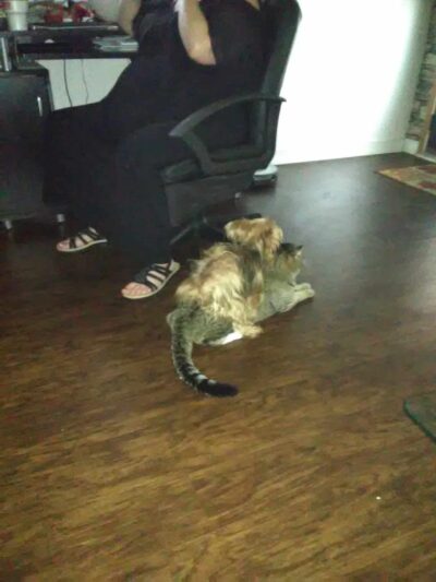 Micanopy paradise pets - ,