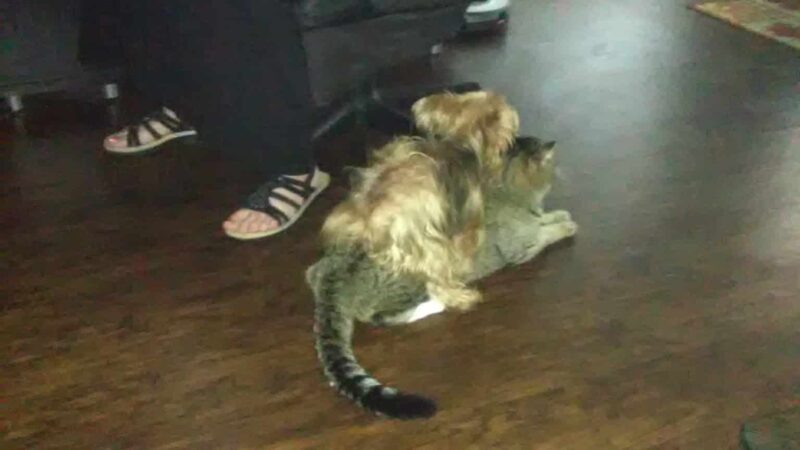 Micanopy paradise pets - ,