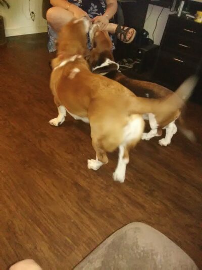 Micanopy paradise pets - ,