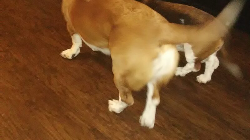 Micanopy paradise pets - ,