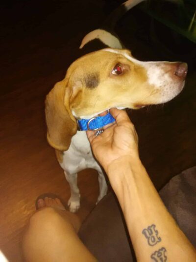 Micanopy paradise pets - ,