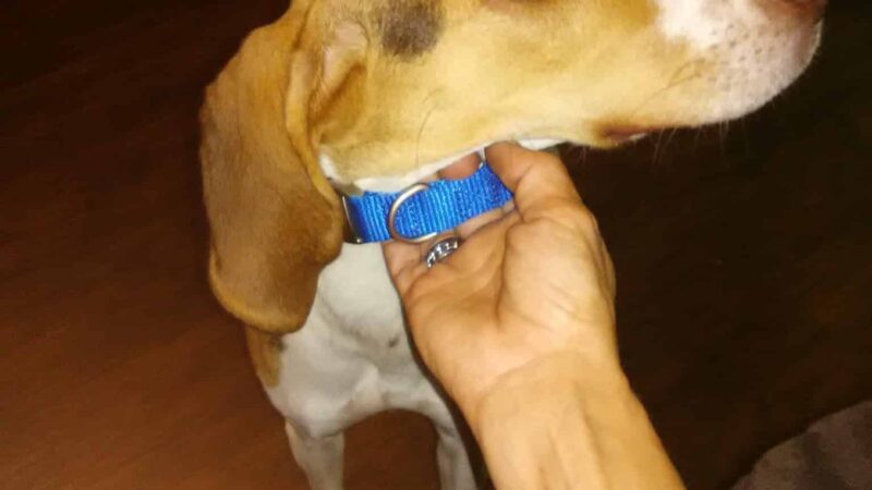 Micanopy paradise pets - ,