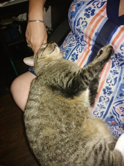 Micanopy paradise pets - ,