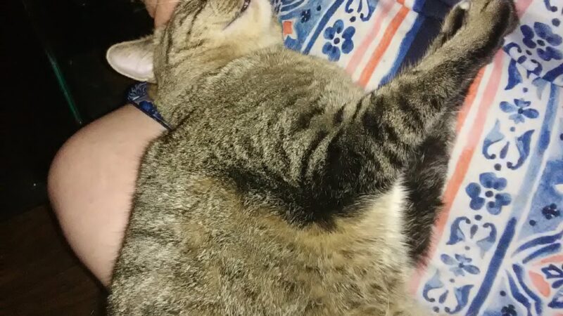 Micanopy paradise pets - ,