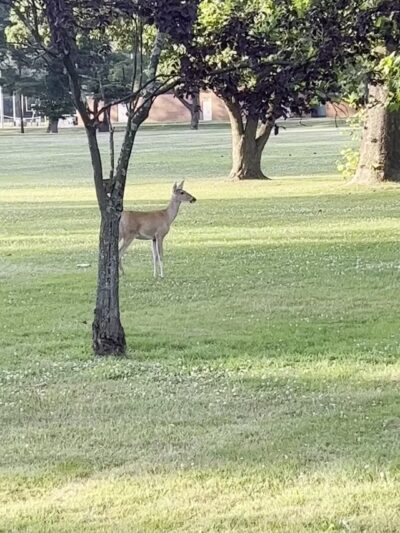 Mountainview Park - Middlesex, NJ