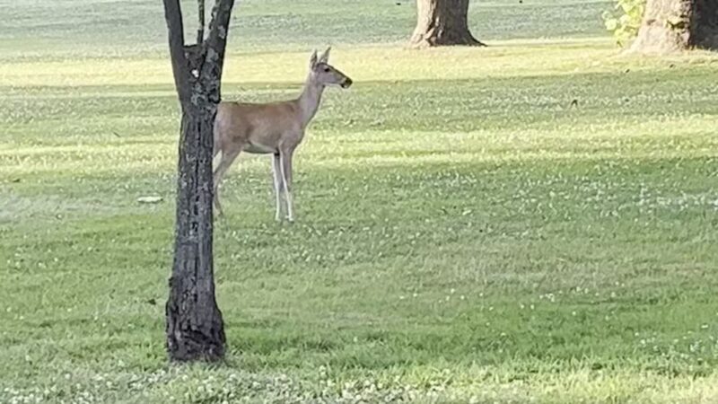 Mountainview Park - Middlesex, NJ
