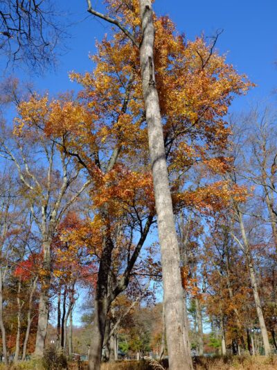 Mountainview Park - Middlesex, NJ