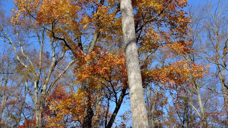 Mountainview Park - Middlesex, NJ