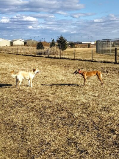 Penni Klein Dog Exercise Area - Middleton, WI