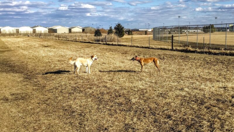 Penni Klein Dog Exercise Area - Middleton, WI