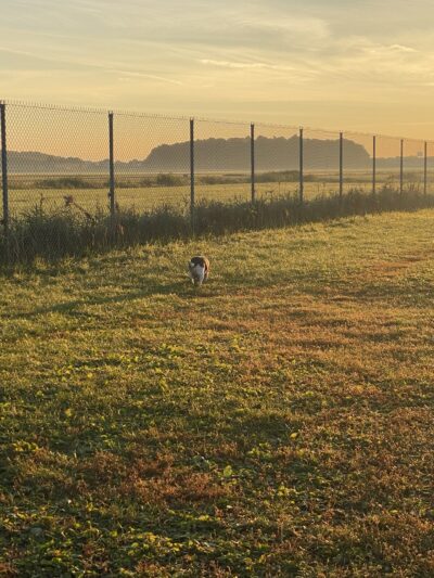 Penni Klein Dog Exercise Area - Middleton, WI