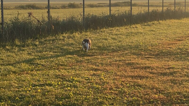 Penni Klein Dog Exercise Area - Middleton, WI