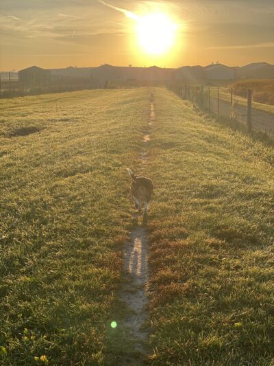 Penni Klein Dog Exercise Area - Middleton, WI