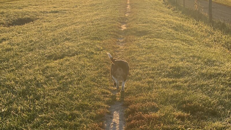 Penni Klein Dog Exercise Area - Middleton, WI