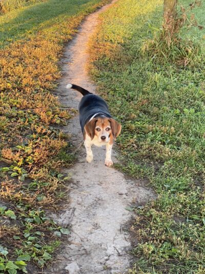 Penni Klein Dog Exercise Area - Middleton, WI