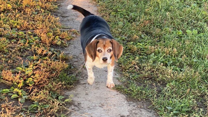 Penni Klein Dog Exercise Area - Middleton, WI