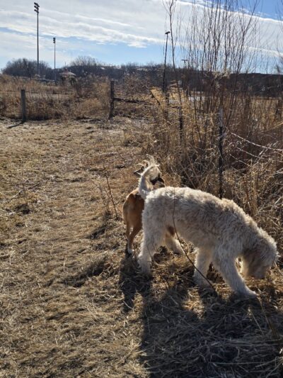 Penni Klein Dog Exercise Area - Middleton, WI