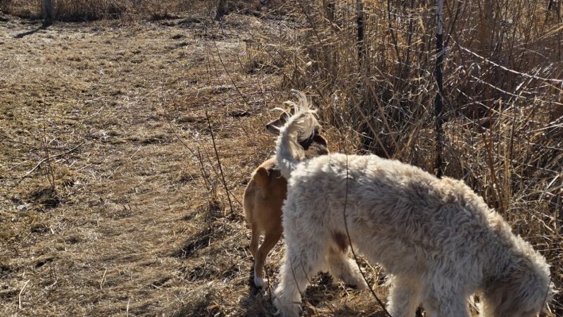 Penni Klein Dog Exercise Area - Middleton, WI