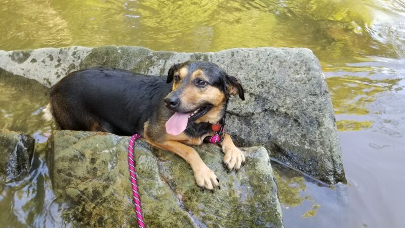 Pebble beach - Middletown, MD