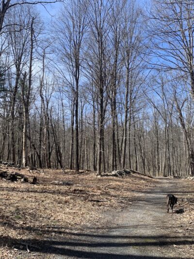 Middletown Reservoir Trails Main Parking - Middletown, NY