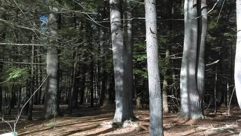 Moonbeams Preserve - Middletown, NY