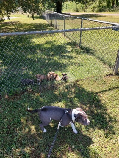 Midfield Park - Midfield, AL