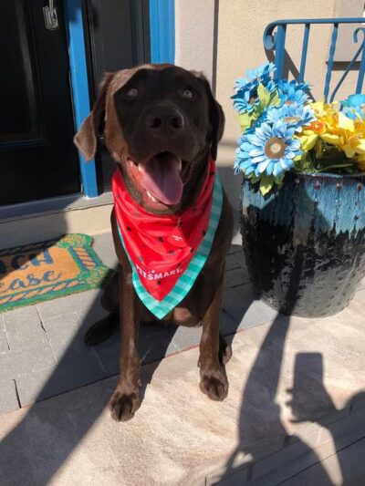 Camp Bow Wow - Midland Park, NJ