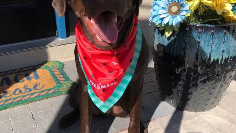 Camp Bow Wow - Midland Park, NJ