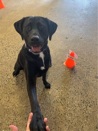 Camp Bow Wow - Midland Park, NJ