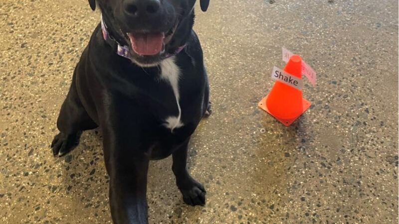 Camp Bow Wow - Midland Park, NJ