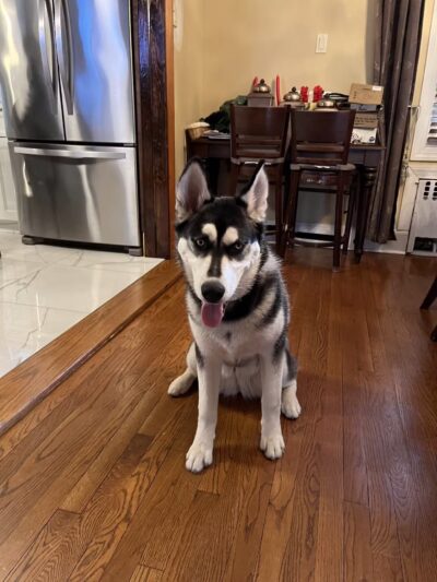 Camp Bow Wow - Midland Park, NJ