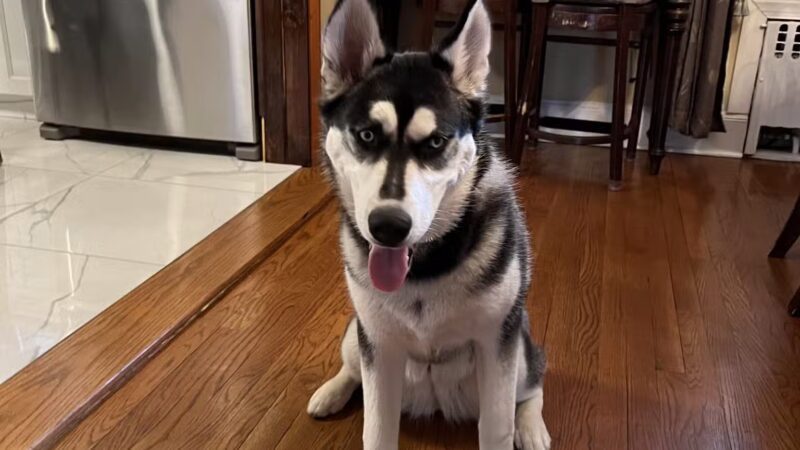 Camp Bow Wow - Midland Park, NJ