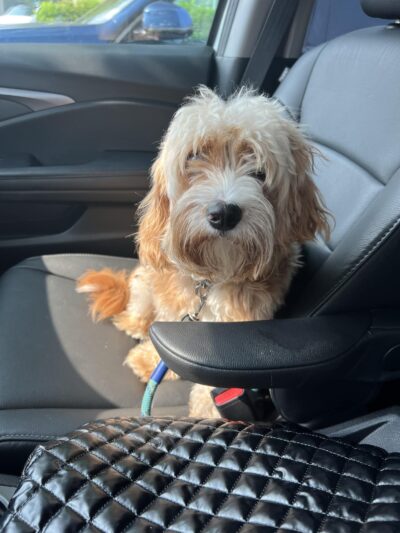 Pampered Pooches LLC - Midland Park, NJ