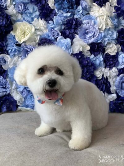 Pampered Pooches LLC - Midland Park, NJ