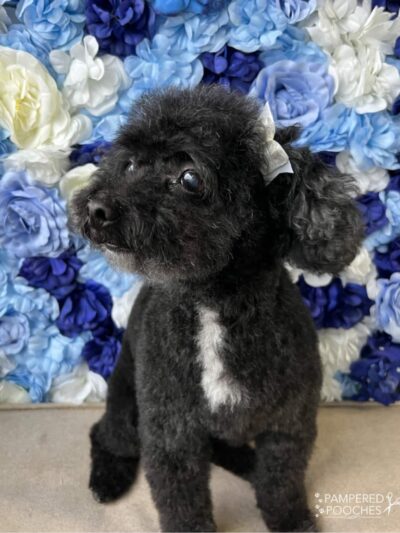 Pampered Pooches LLC - Midland Park, NJ