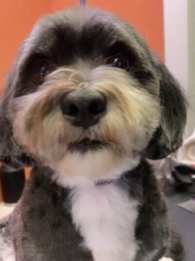 Pampered Pooches LLC - Midland Park, NJ